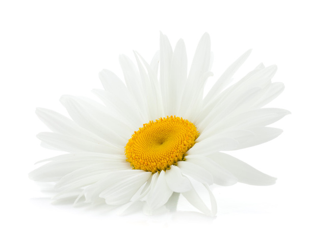 camomille fleur - Photo, image