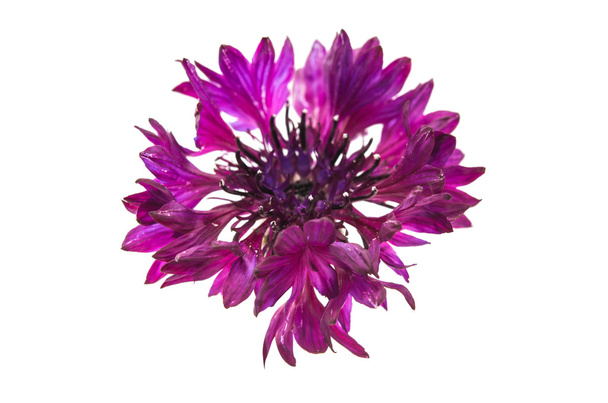 flor aciano botánica
 - Foto, imagen