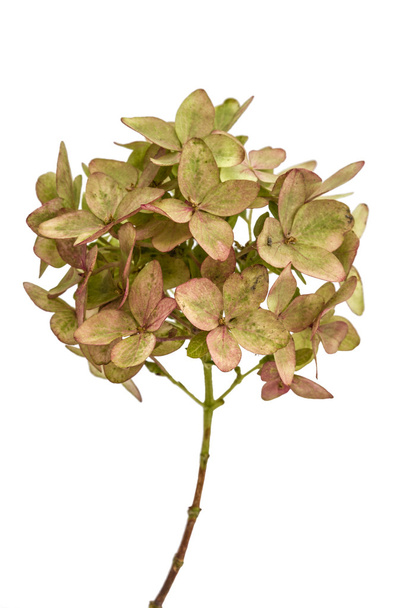 Inflorescence de l'hortensia en gros plan, isolée sur fond blanc
 - Photo, image
