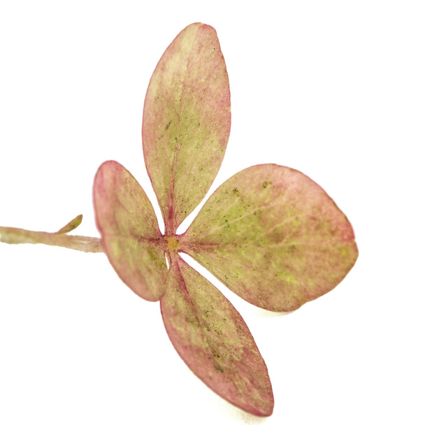 Flower of hydrangea close-up, isolated on white background - Photo, Image