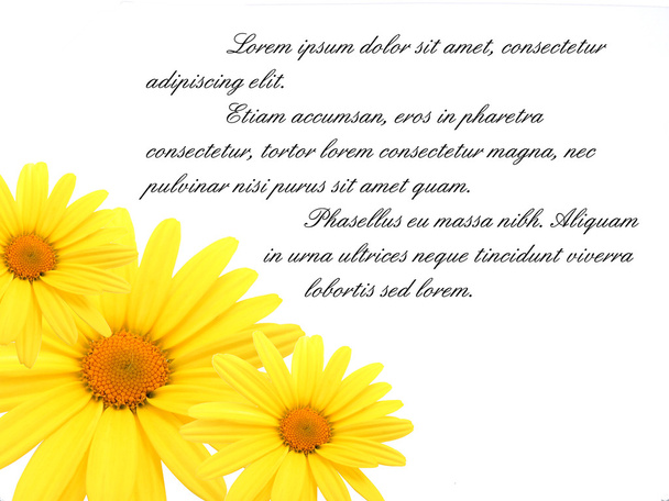 Yellow daisy flower - Zdjęcie, obraz