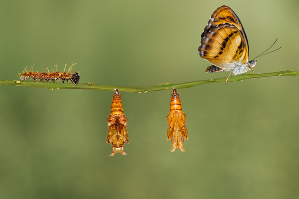 Levenscyclus van kleur segeant vlinder takje hangen - Foto, afbeelding
