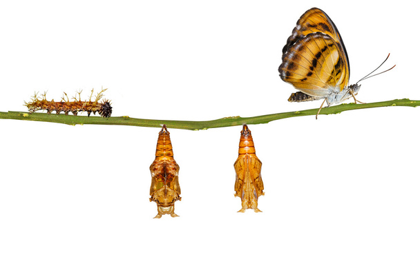 Ciclo di vita isolato della farfalla segale di colore appesa al ramoscello
 - Foto, immagini