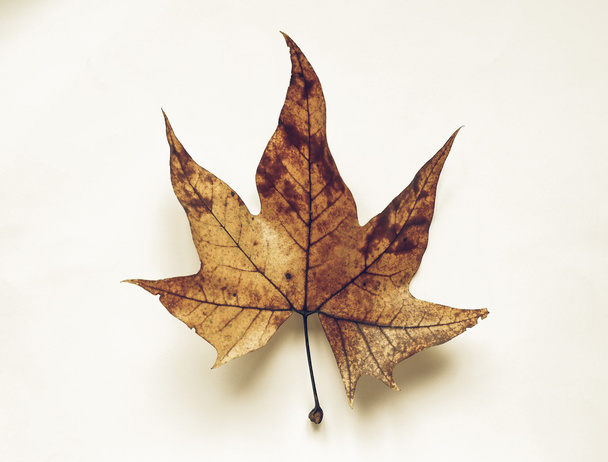 Vintage faded Leaves of Plane (Platanus) tree in autumn - Photo, Image
