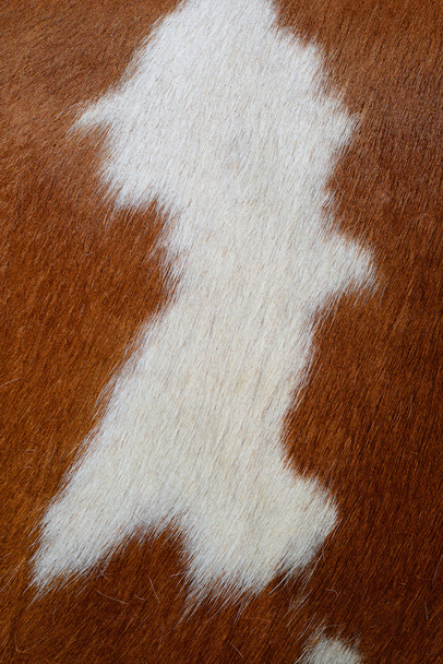 ein Fragment der Haut einer Kuh in Nahaufnahme auf einem Hintergrundfoto - Foto, Bild