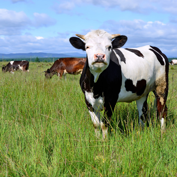 αγελάδες σε ένα λιβάδι το καλοκαίρι σε ένα αγροτικό τοπίο του καλοκαιριού. - Φωτογραφία, εικόνα