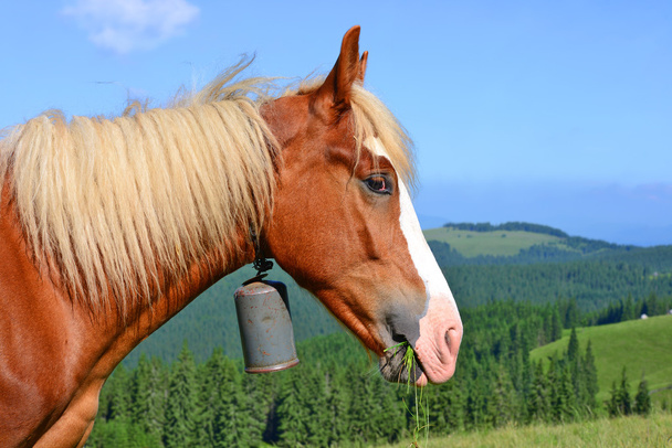 Pferd auf einer Sommerweide in den Karpaten. Ukraine - Foto, Bild