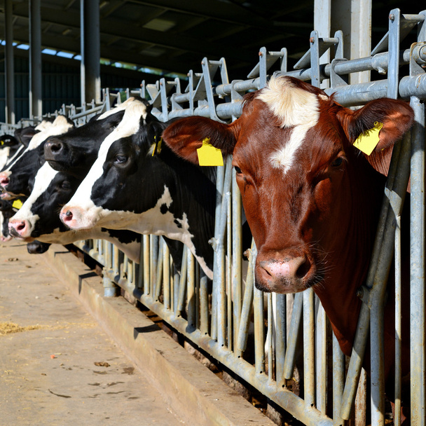 酪農場での天蓋の下の子牛のコンテンツ  - 写真・画像