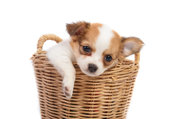cute chihuahua puppies in the basket - Zdjęcie, obraz