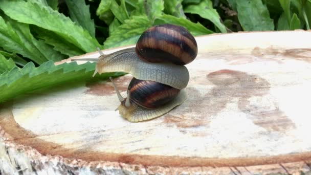 Escargot assis sur le dos d'un autre escargot
 - Séquence, vidéo