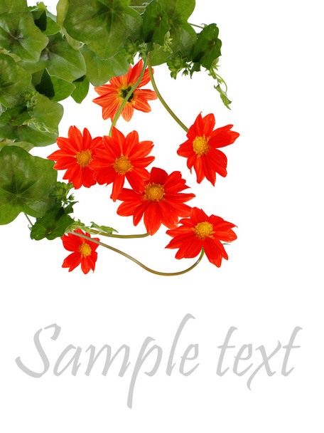 Flowers beautiful decorative card - Zdjęcie, obraz