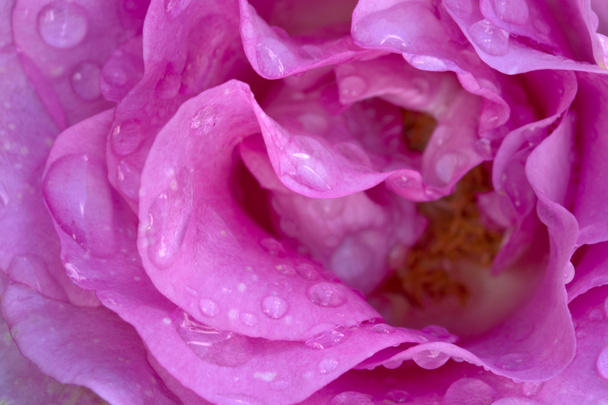 piękny różowy zbliżenie róża. - Zdjęcie, obraz