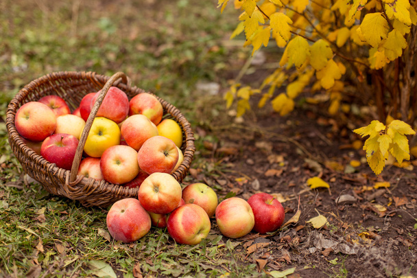 Organic fruit in garden - Valokuva, kuva