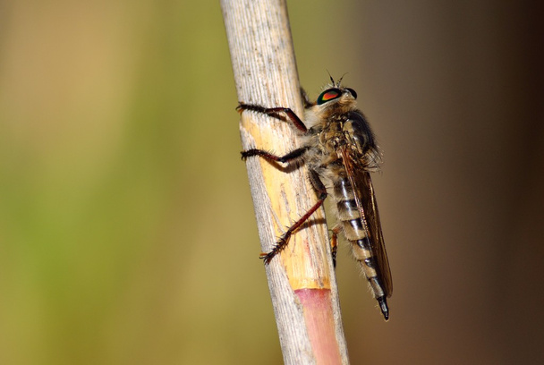 Ληστής μύγα στο κοτσάνι από ζαχαροκάλαμο - Φωτογραφία, εικόνα