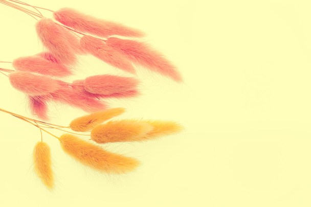 laguruskasvi. vaaleanpunainen ja keltainen pupu (kani) pyrstö ruoho
 - Valokuva, kuva