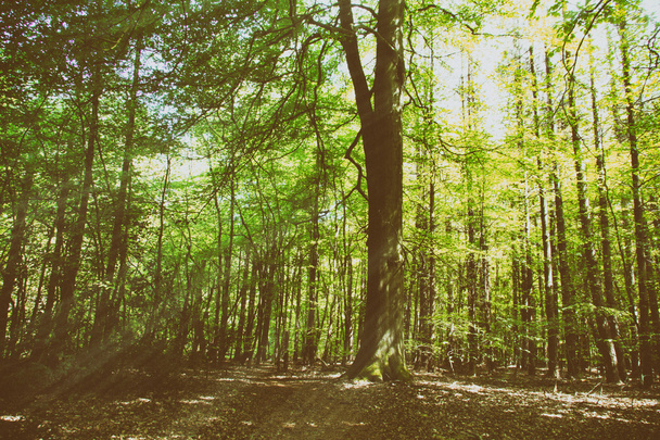 Κοιτάζοντας μέσα από τα δέντρα σε ένα αγγλικό ξύλο - Φωτογραφία, εικόνα
