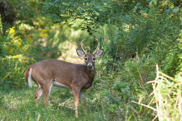 Whitetailed Buck in Woods - Photo, Image