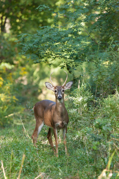 Whitetailed Buck em bosques
 - Foto, Imagem