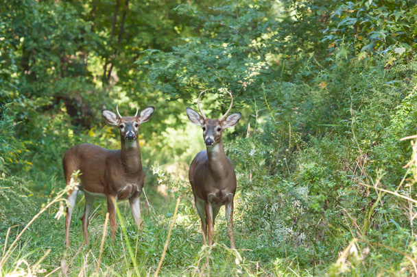 Whitetailed Bucks in Woods - Photo, Image