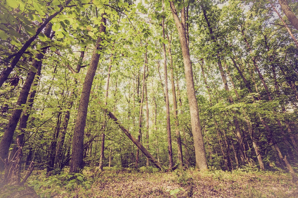 Foto vintage de bosque de verano u otoño
 - Foto, imagen