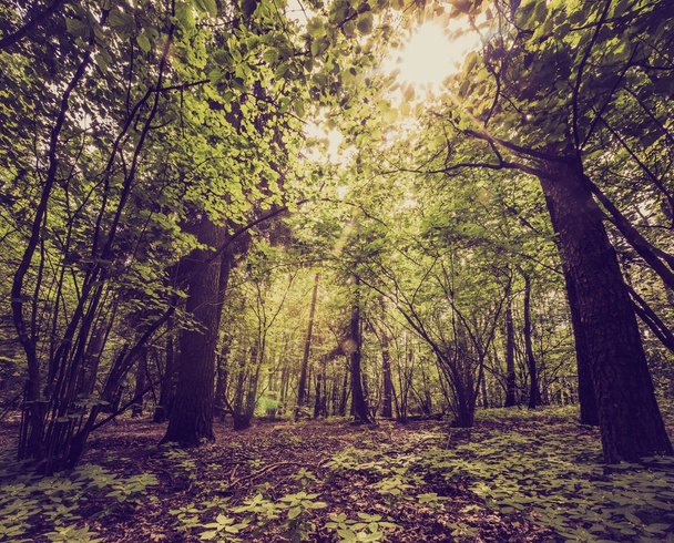 Foto vintage de bosque de verano u otoño
 - Foto, Imagen