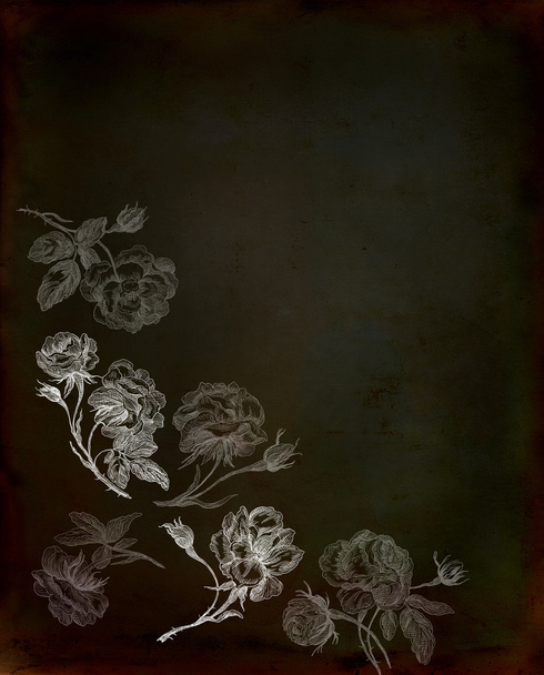 Old rose illustration - Photo, Image