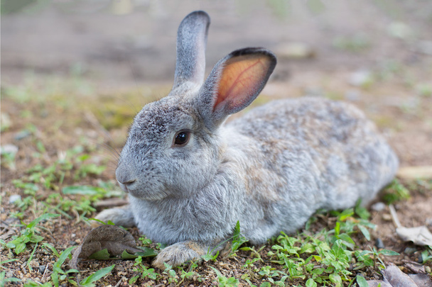 地面に灰色ウサギ - 写真・画像