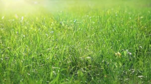 Krásné pole trávy foukání větru, louka makro výstřel, sluneční světlo - Záběry, video