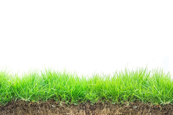 Fresh spring green grass isolated on white background - Foto, afbeelding
