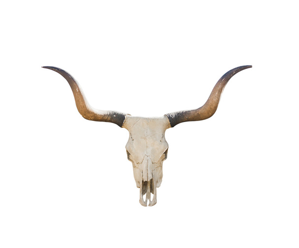 Cráneo de búfalo en blanco
 - Foto, Imagen