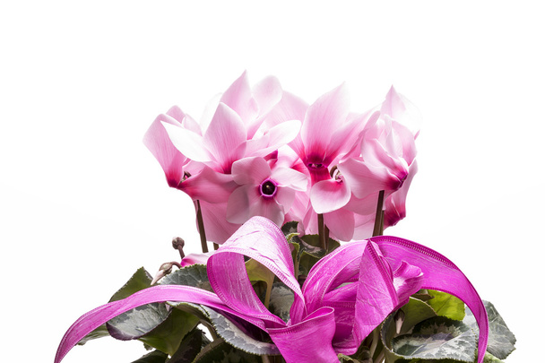  flowers of pink cyclamen isolated on white background, close up - Photo, Image