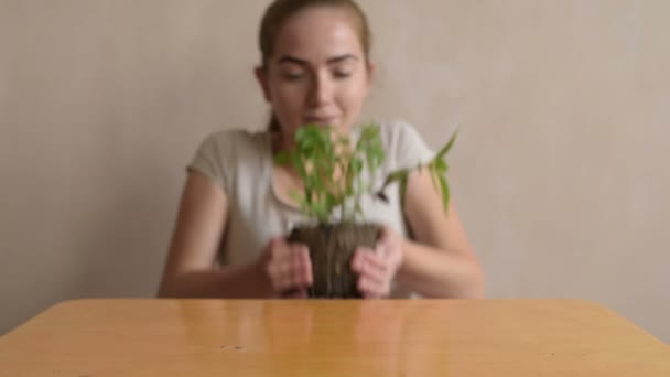 Putting basil sprout on the table - Materiaali, video