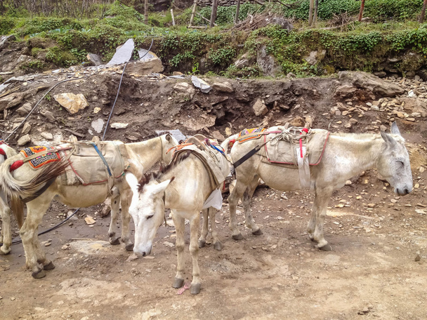 Cheval blanc utilisé pour transporter bagages et touristes au camp de base de l'Annapurna, Népal
 - Photo, image