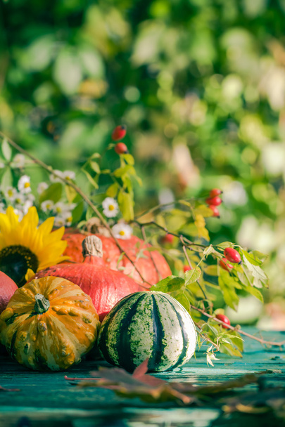 Autumn harvest garden pumpkin fruits colorful flowers plants - 写真・画像