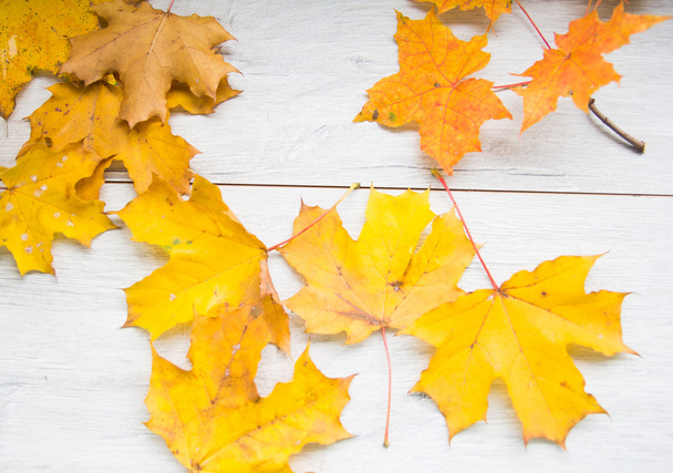 podzimní listí na Platan - Fotografie, Obrázek