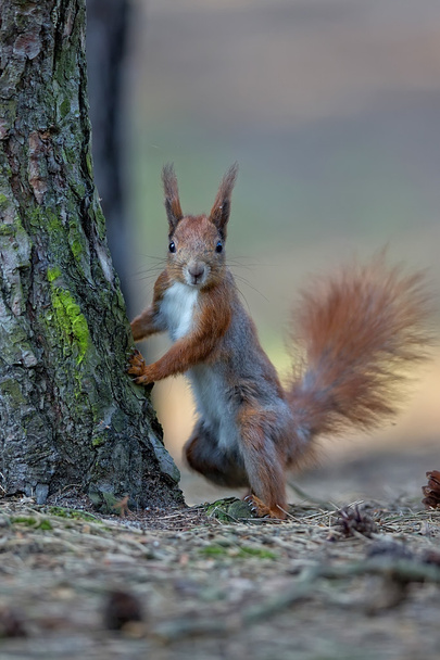 Écureuil roux dans la nature  - Photo, image