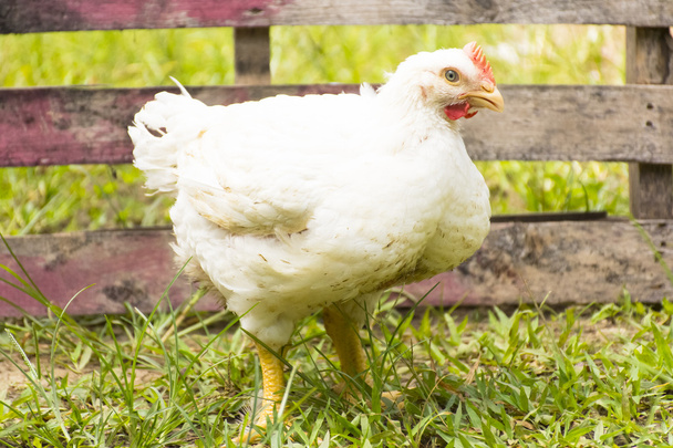 Κοτόπουλο ή κοτοπουλάκι στο αγρόκτημα της καλής διαβίωσης των ζώων. Μεγέθυνση - Φωτογραφία, εικόνα