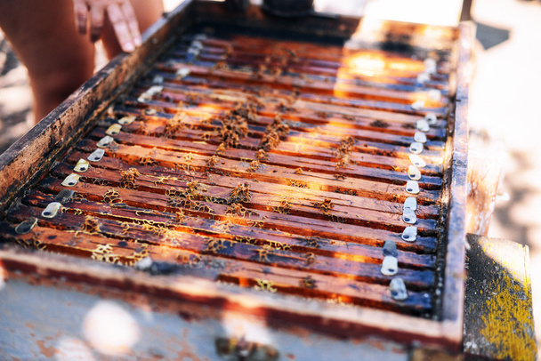 Marcos de una colmena de abejas. Apicultor cosechando miel. El fumador de abejas
 - Foto, Imagen