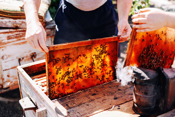 Рамки пчелиного улья. Пчеловод собирает мед. Курильщик пчел
 - Фото, изображение