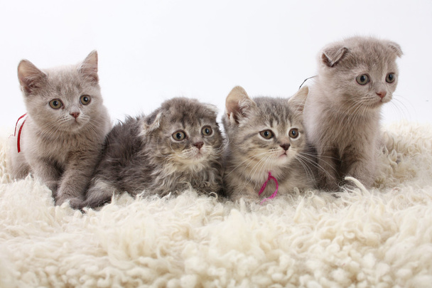 Groupe de chatons sur fond blanc
 - Photo, image