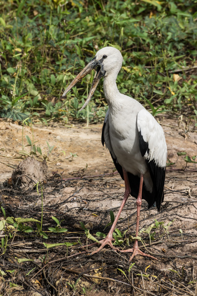 Open-billed stork, Asian openbill on the ground. - Photo, Image