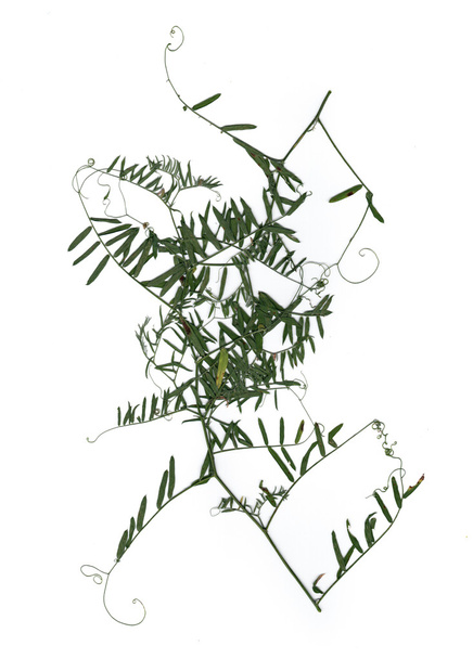 szárított sürgető levelei édes borsó - Fotó, kép