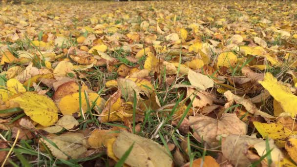 The seasons - autumn - Footage, Video