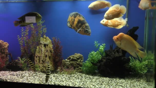 Exotische Fische im akvaryum - Video, Çekim
