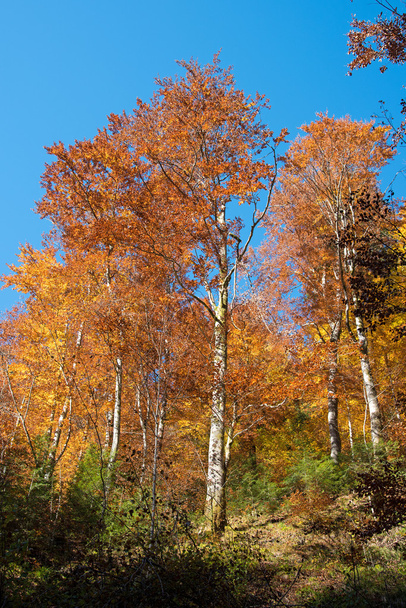 Fabulous colors in the autumn forest on a sunny day - Fotoğraf, Görsel