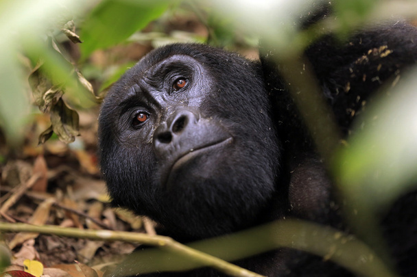 Gorilla Bushissa
 - Valokuva, kuva