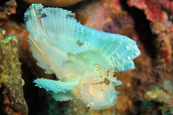 Scorpionfish feuille sur le récif
 - Photo, image