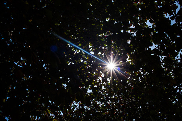 silueta de hoja con destello del sol
 - Foto, Imagen