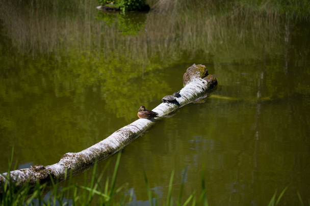 Ente und Schildkröte gleichzeitig auf einem Baumstamm - Foto, Bild
