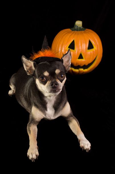 Halloween chihuahua
 - Valokuva, kuva
